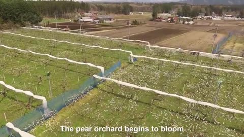 World's Most Expensive Pear - Awesome Japan Agriculture Technology Farm - Japanese Pear Farm