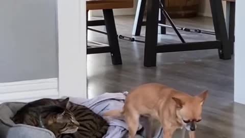 Viral video#2 Cat vs Dog