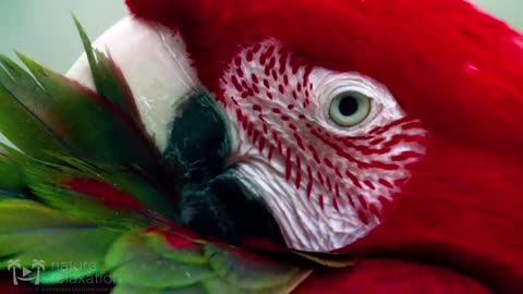 Ara Macaw - Breathtaking Colorful Birds of the Rainforest