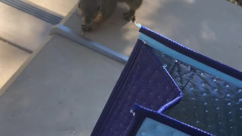 Fearless wild squirrel asks human for food
