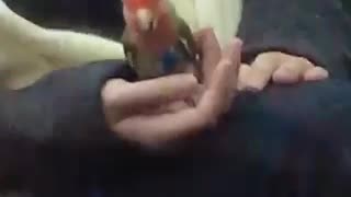 Girl has green red bird in her hand