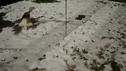 6 mo old Australian Shepherd puppy’s first snow!