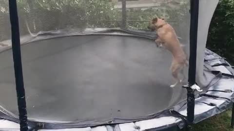 Happy dog bouncing on a trampoline