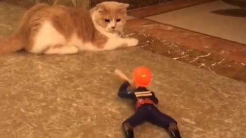 My kitten is scaring from remote control robot - Funny and interesting video - Must Watch