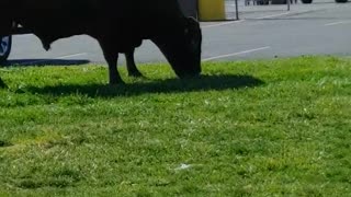 Bull Loose in Walmart Carpark