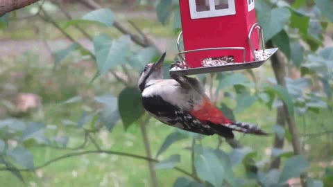 woodpecker eating bird food