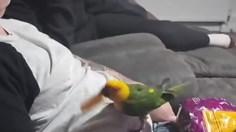 A BIRD IS FEEDING IT'S OWNER