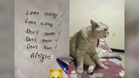 cats talking better than humans