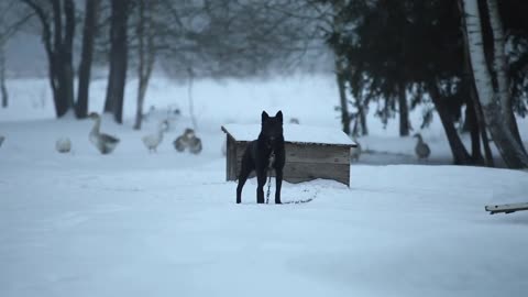 Big Black angry dog barks agains the kennel. Winter. geese in the background