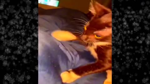 funny cat comedy vdo