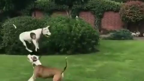 Pit bull dogs playing with balloons like children.
