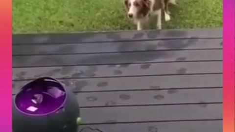 Cute & Funny Dog Videos