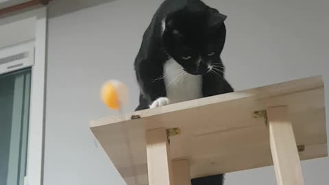 cat playing with ping-pong ball
