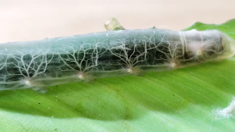 Cool and Clear Caterpillar