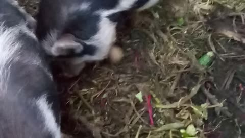 Breakfast for the Pigs