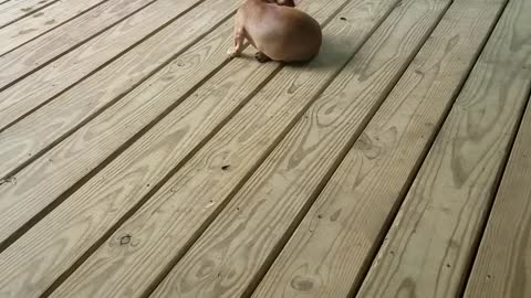 Puppy Plays Tag With Itself