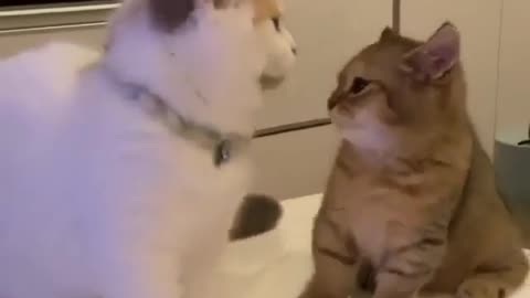 cats fun with other cute kittens