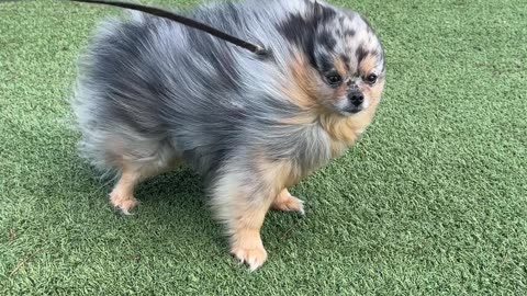 Wind Nearly Blows Pomeranian Away