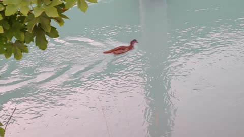 Baby Duck Swims Up The River