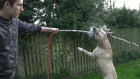 DOG PLAY WITH WATER PAIP VERY INTERESTING VEDIO