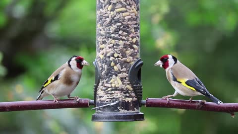 Great Video Of Goldfinches Eating
