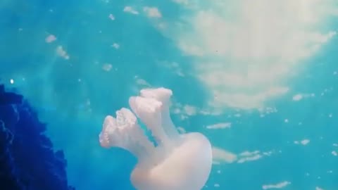 A floating jellyfish