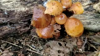 Mushroom Foraging in the MidWest