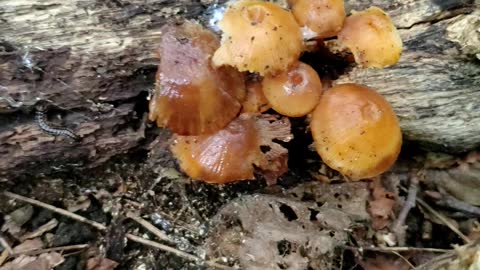 Mushroom Foraging in the MidWest