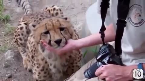 Very kind and friendly cheetah