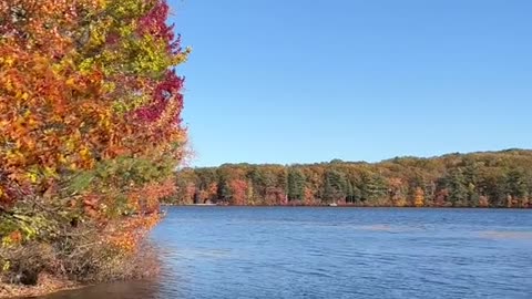 POV: you go to New England in search of fall foliage