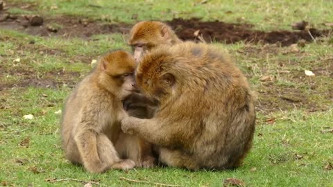 Barbary monkeys take care of their baby