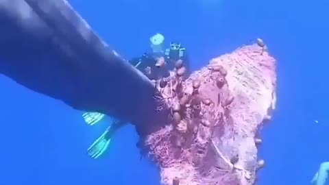 Divers With Shark #shorts #shortvideo #video #virals #videoviral