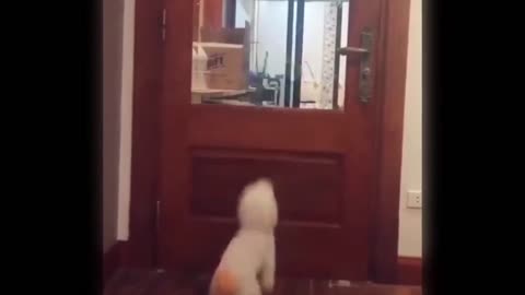 This dog is trying to see behind the door!