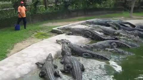 crocodile 🐊 feeding at langkawi crocodile#zoo