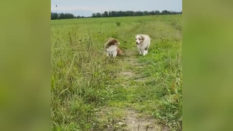 Michi🐱 y firulais🐕 corta compilacion