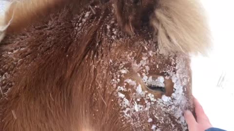 Icelandic Horses in a Snow Storm