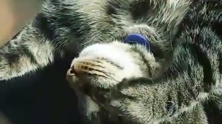 Guy touches grey cat while he sleeps and makes his paws move