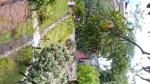 Joven sube a un árbol para evitar su tala en Floridablanca