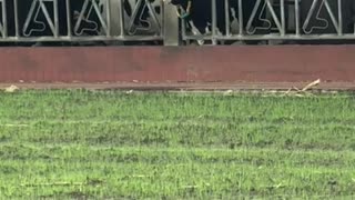 Cow Waves Its Tongue at People Walking By