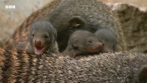 Mongoose Synchronised Birthing Strategy Animal Super Parents BBC Earth