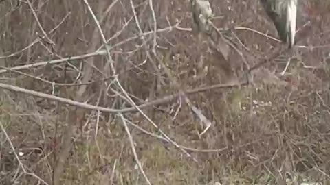 Puppy finds a pike in tree