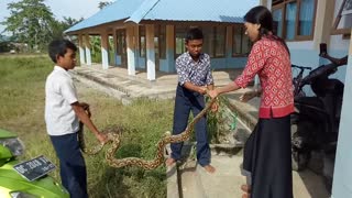 A Woman Bravely Handle a Python