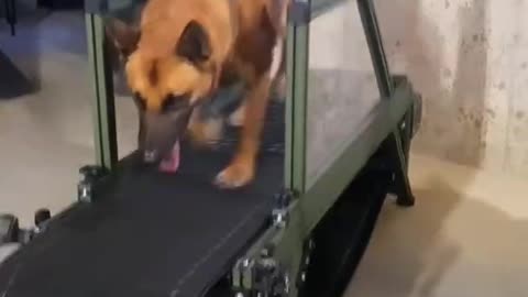 Taught dog is doing gym. very tough one must watch