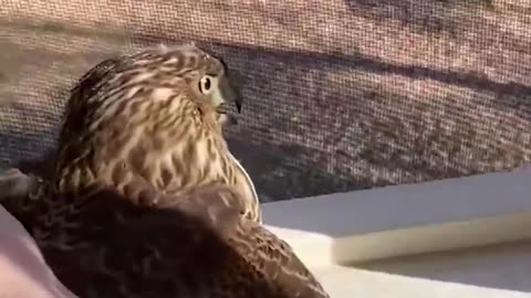 Hawk make Hilarious Face after being rescued