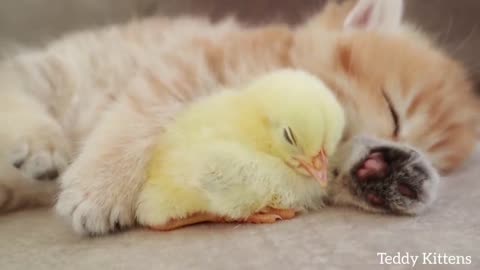 Un chaton dort avec poulet