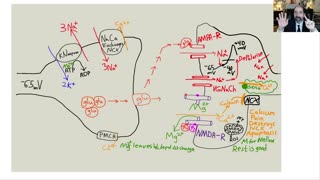 Brain neurons part 1