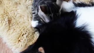 Caty Licking Her Best Friend Dogy