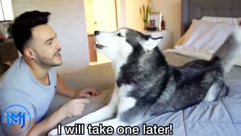 Husky REFUSES To Take A Bath!