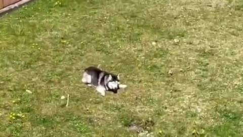 My Husky REFUSES To Take A Bath! (SHE ARGUES!)