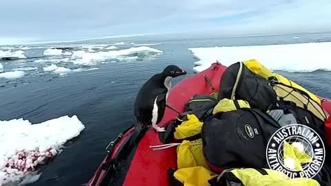 Penguin Casually Jumps Into Research Boat In Antarctica